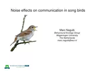 Noise effects on communication in song birds