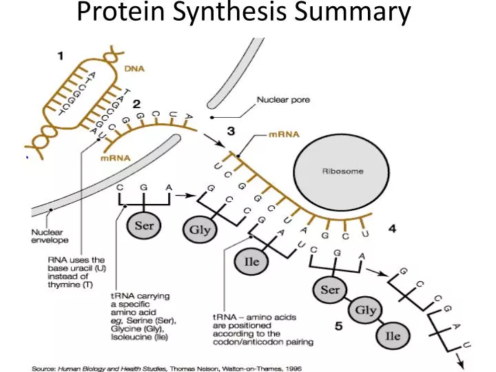 protein synthesis summary