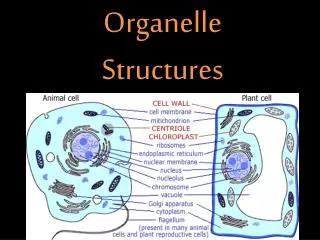 Organelle Structures