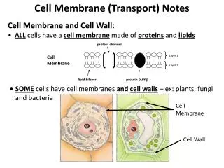 Cell Membrane (Transport) Notes Cell Membrane and Cell Wall: