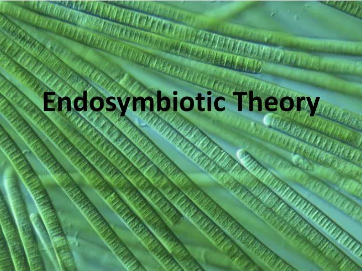 endosymbiotic theory