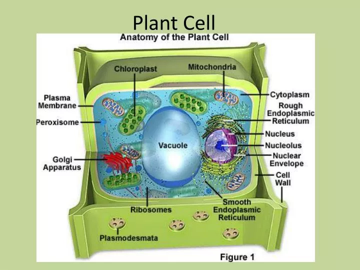 plant cell model project shoebox