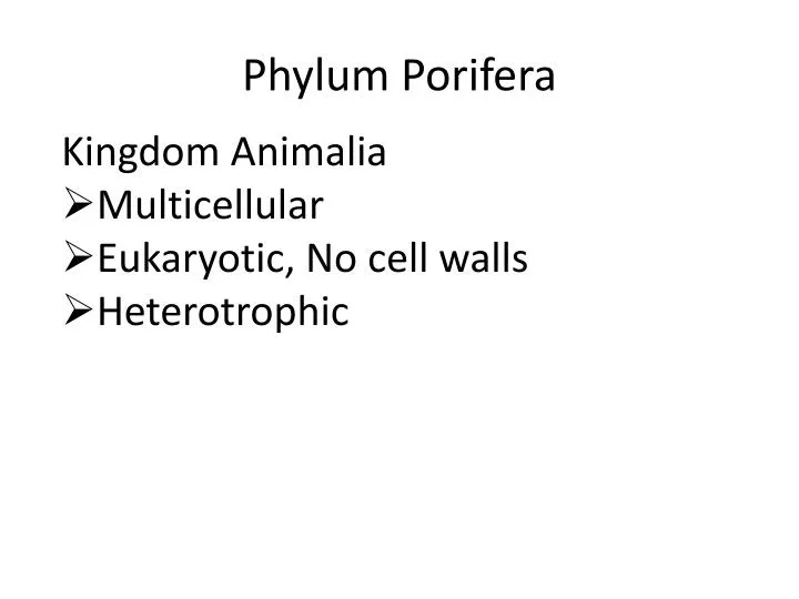 phylum porifera