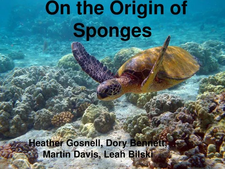 on the origin of sponges