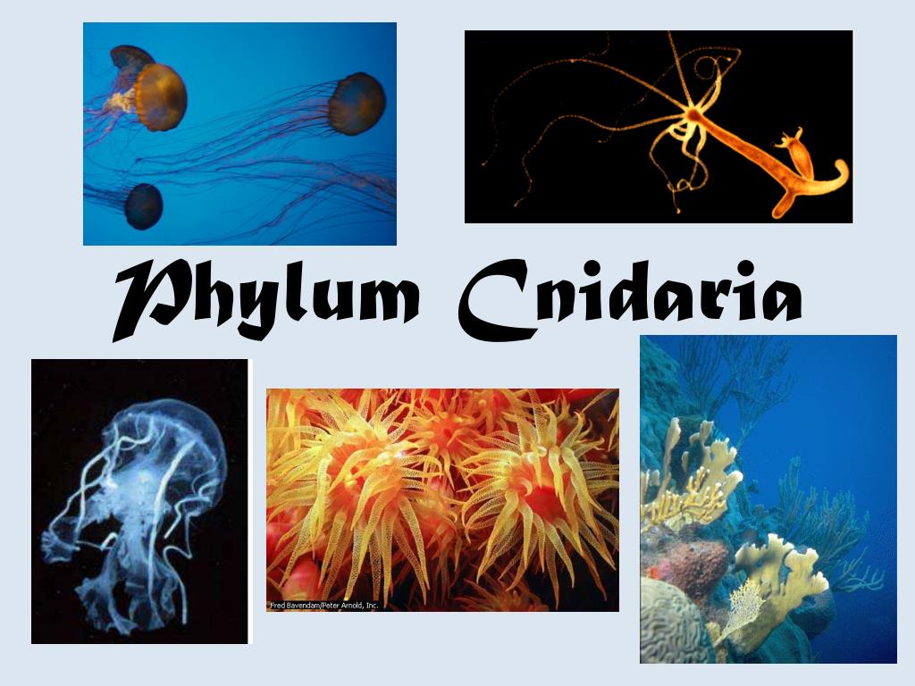 PPT - Phylum Cnidaria PowerPoint Presentation, free download - ID:1923154
