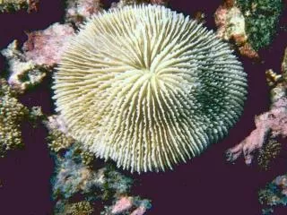 Phylum Cnidaria stinging-celled animals