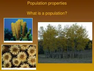 Population properties What is a population?
