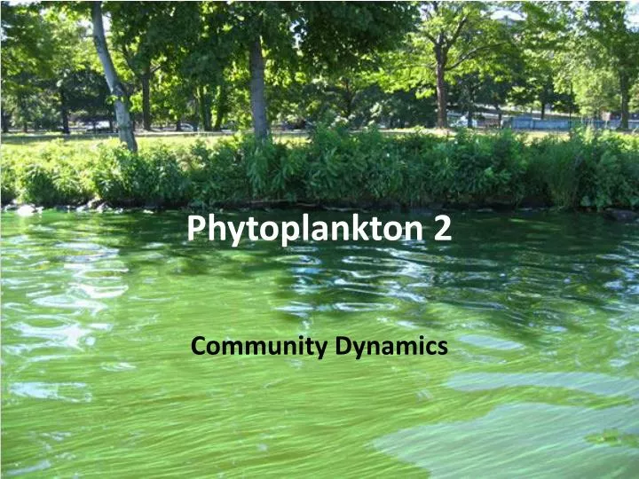 phytoplankton 2