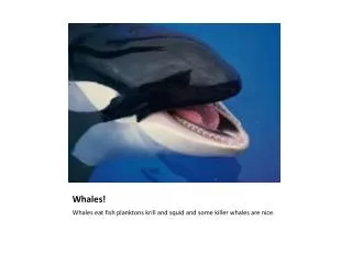 Whales!