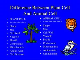 difference between plant cell and animal cell