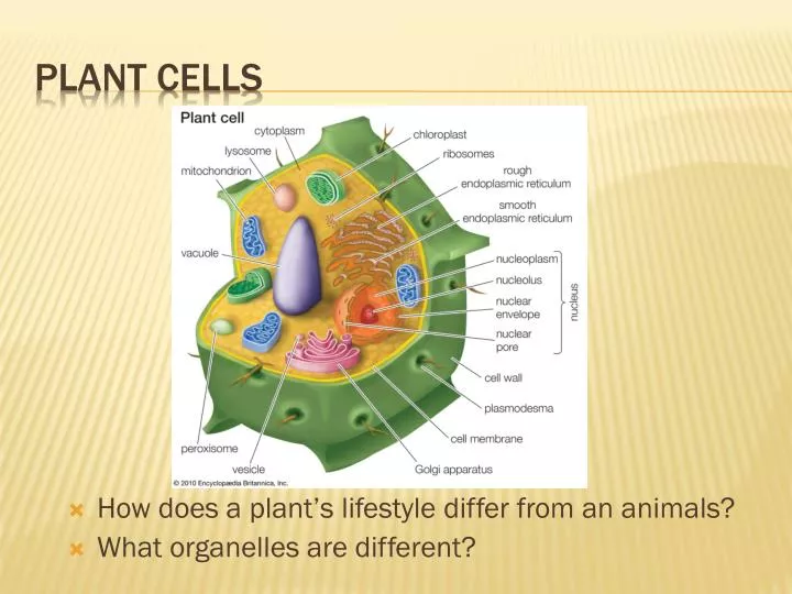 plant cells