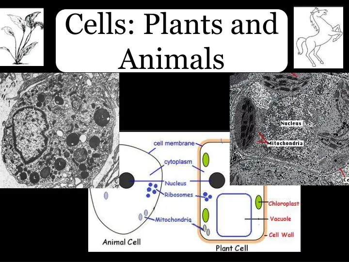 cells plants and animals
