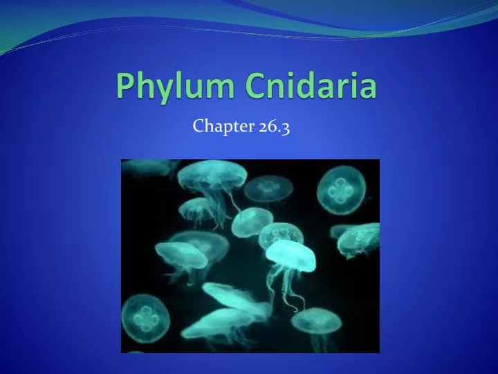 phylum cnidaria