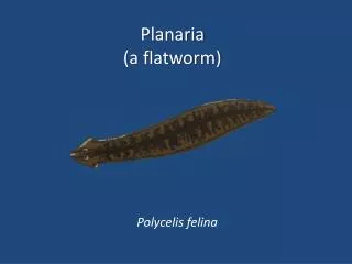Planaria (a flatworm)