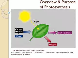 Overview &amp; Purpose of Photosynthesis