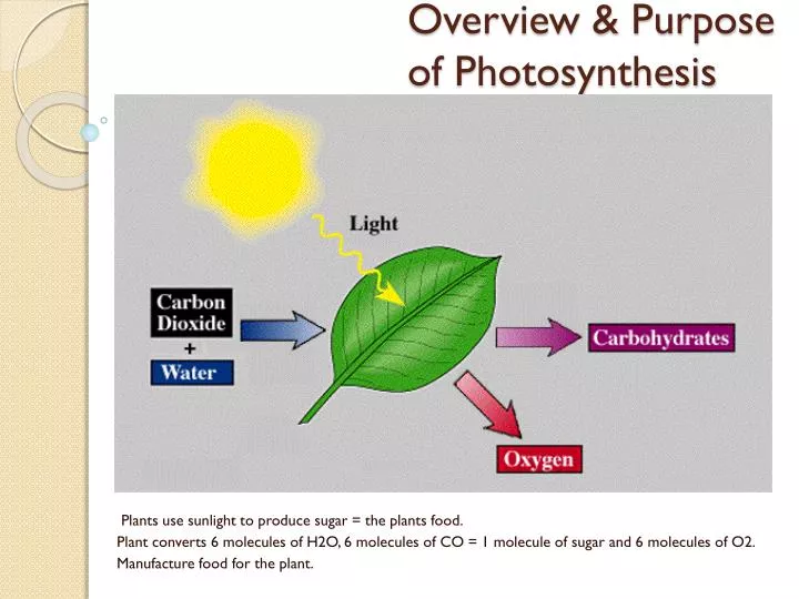 overview purpose of photosynthesis