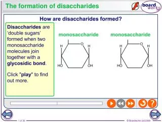 The formation of disaccharides