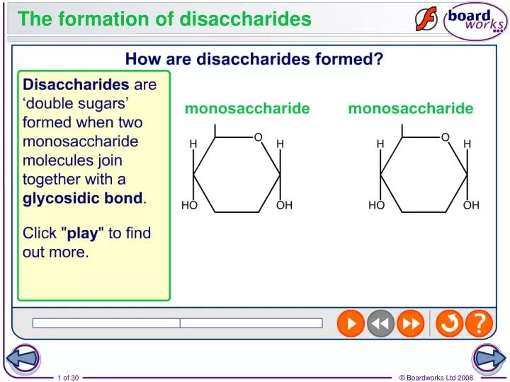 the formation of disaccharides