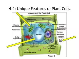 4-4: Unique Features of Plant Cells