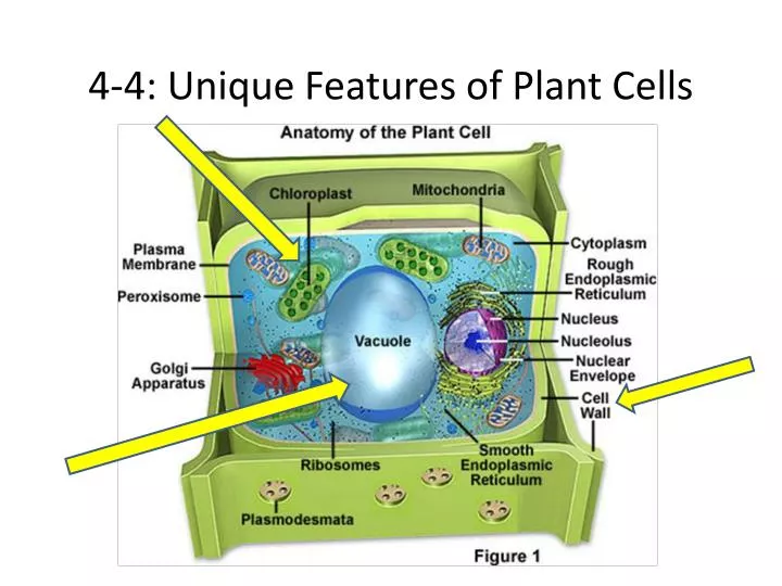 4 4 unique features of plant cells