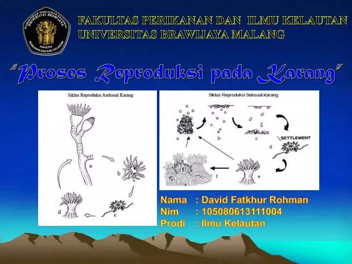 proses reproduksi pada karang