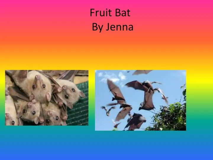 fruit bat by jenna