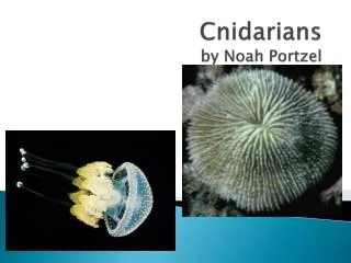 Cnidarians by Noah P ortzel