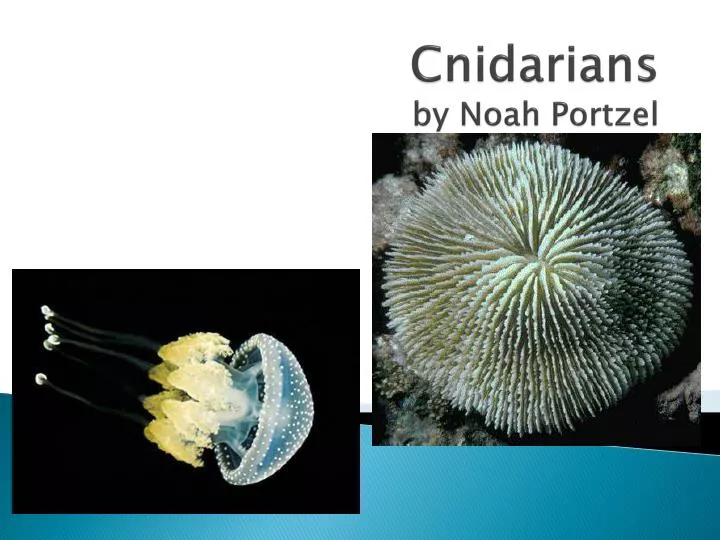 cnidarians by noah p ortzel