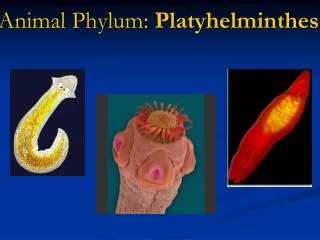 Animal Phylum: Platyhelminthes