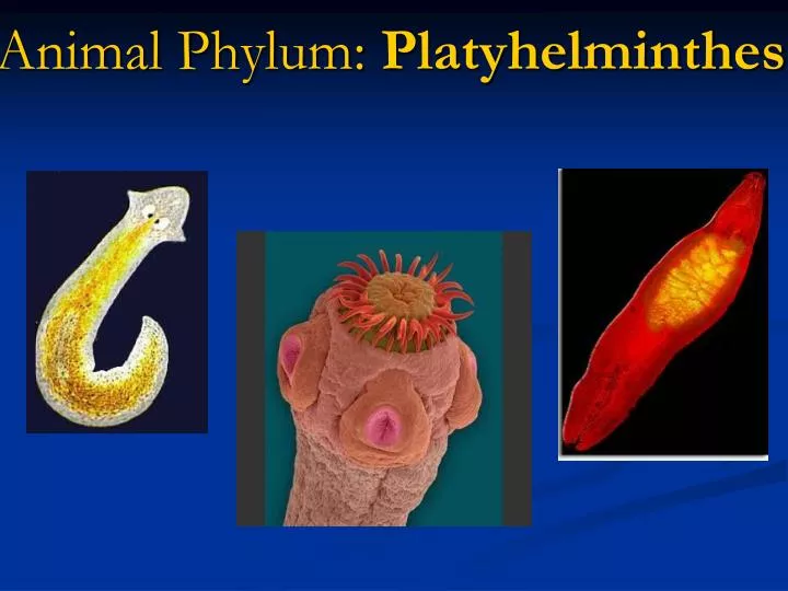 animal phylum platyhelminthes