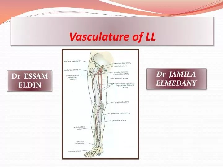 vasculature of ll