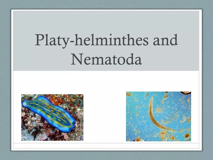 platy helminthes and nematoda