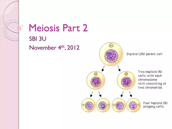 meiosis part 2