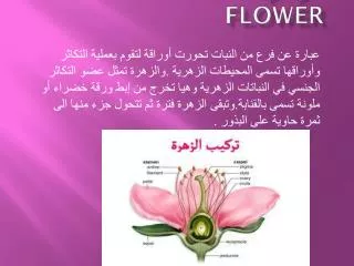 flower
