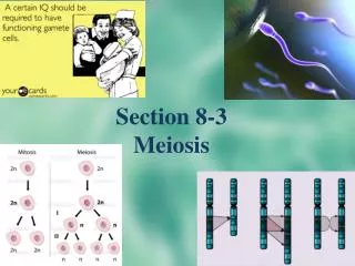Section 8-3 Meiosis