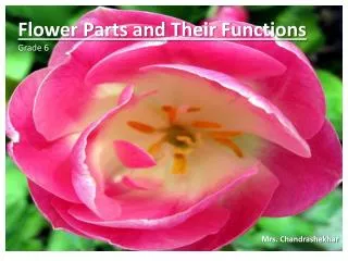 Flower Parts and Their Functions Grade 6