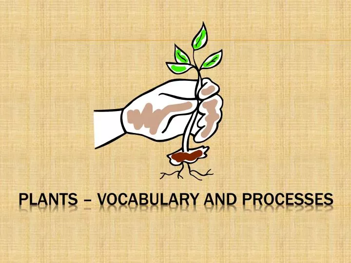 plants vocabulary and processes