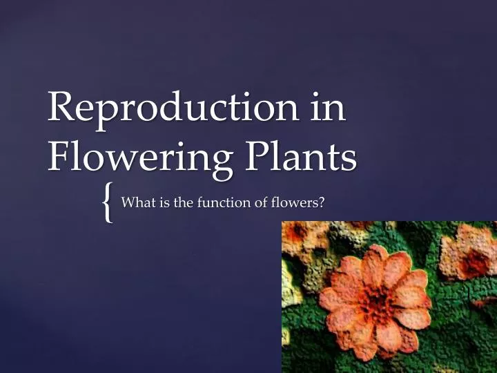 reproduction in flowering plants