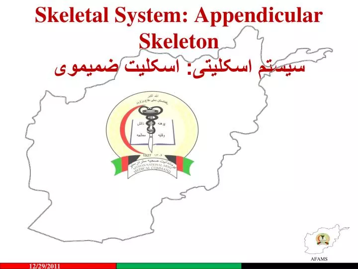 skeletal system appendicular skeleton