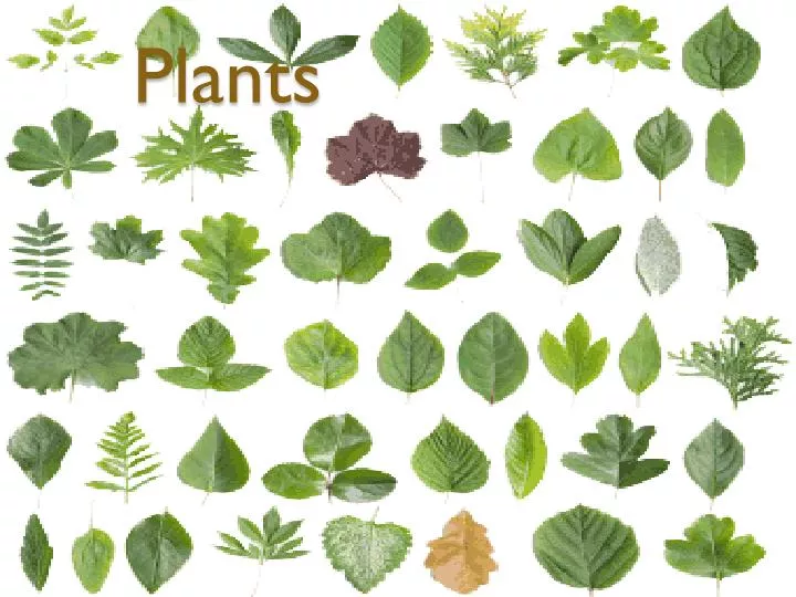 plants