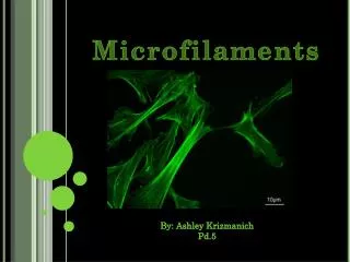 Microfilaments