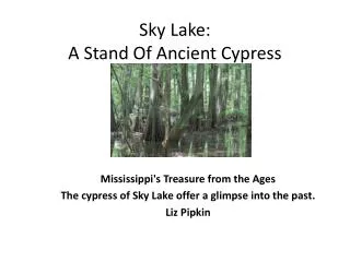 Sky Lake: A Stand Of Ancient Cypress