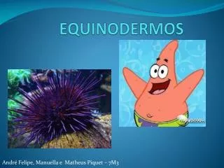 equinodermos