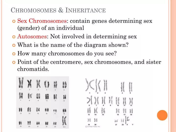 chromosomes inheritance
