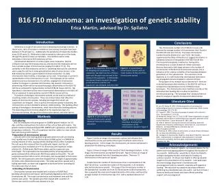 B16 F10 melanoma: an investigation of genetic stability Erica Martin, advised by Dr. Spilatro