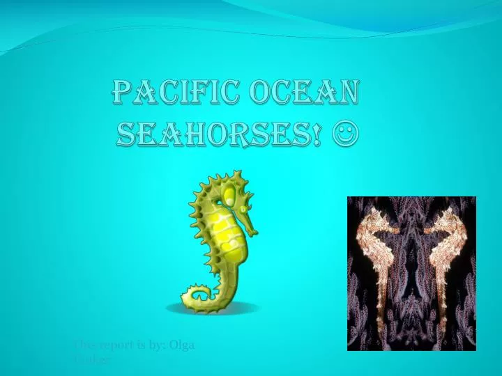 pacific ocean seahorses