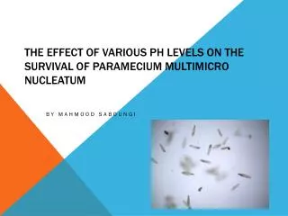 The Effect of Various pH levels on the Survival of Paramecium multimicro nucleatum