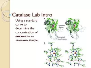 Catalase Lab Intro