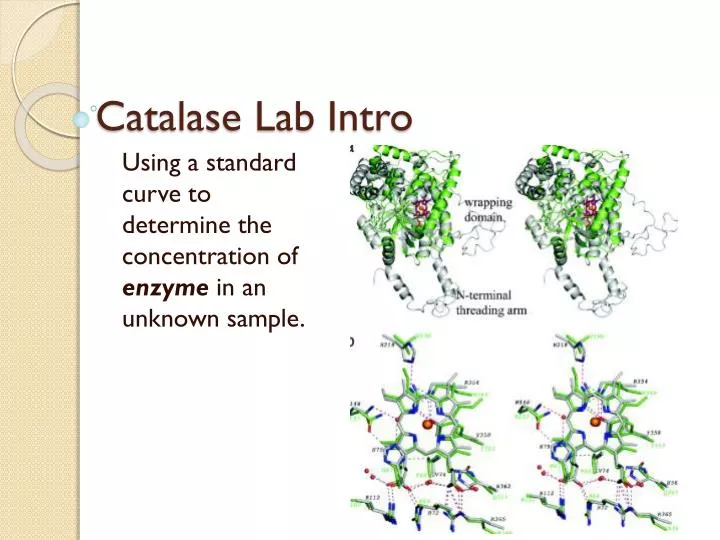 catalase lab intro