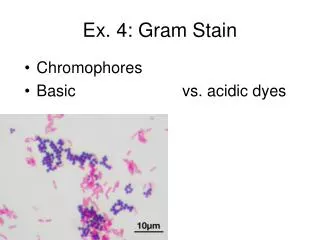 Ex. 4: Gram Stain